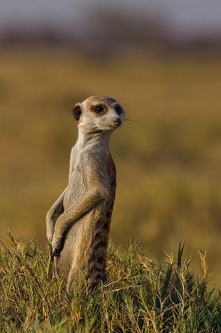 280 Kalahari woestijn, stokstaartje.jpg